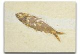 Detailed Fossil Fish (Knightia) - Wyoming #348047-1